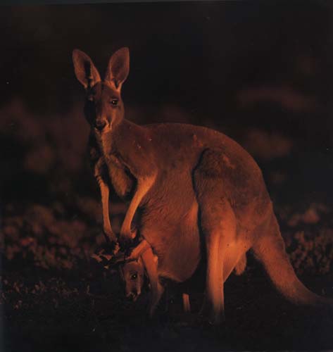 picture of a cute kangaroo