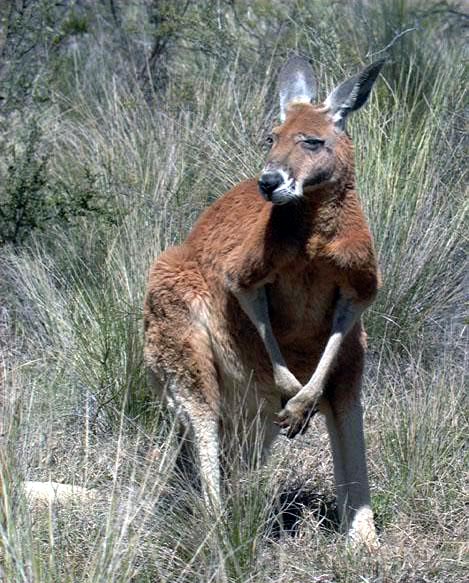 photograph of a kangaroo