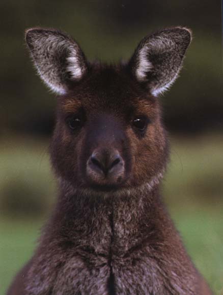 photograph of grey kangaroo