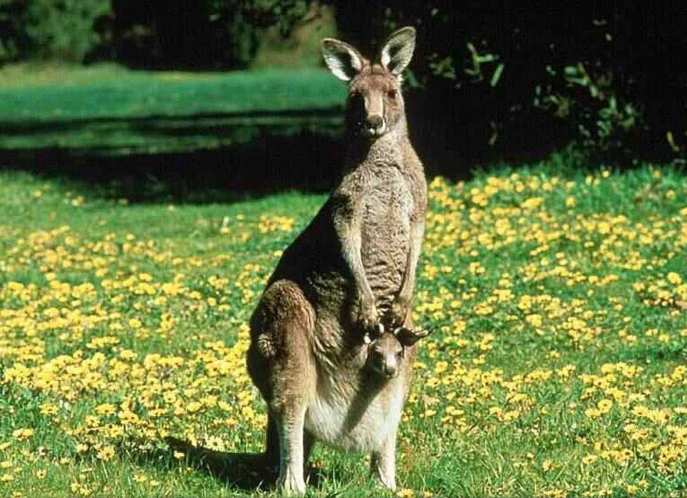 photograph of kangaroo and joey