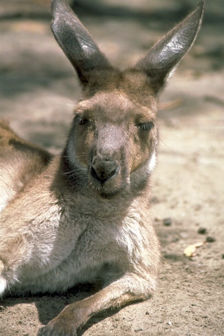 photograph of big kangaroo