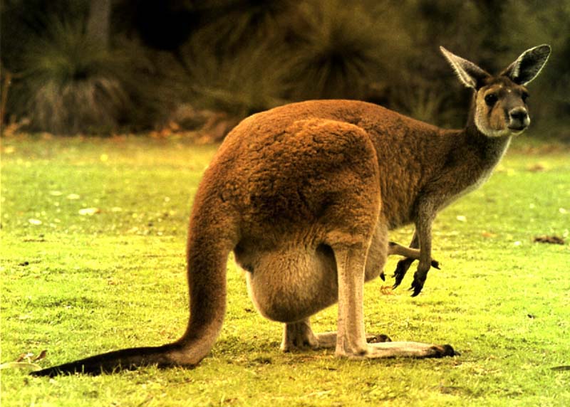 picture of a cute kangaroo