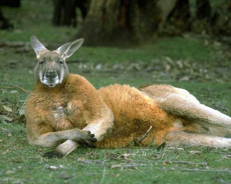 photograph of laid-back kangaroo