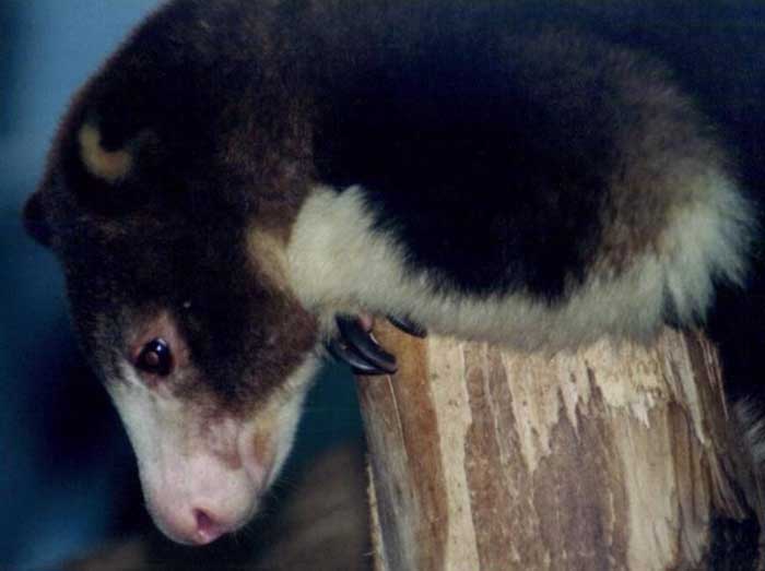 photograph of Matschie's tree kangaroo